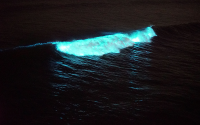A bioluminescent wave off Scripps Pier in April 2020