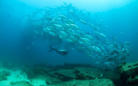A scuba diver and a school of fish