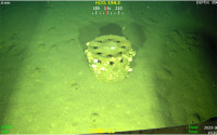 Green-tinged image of a barrel-shaped object sitting on end on ocean floor.