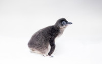 First little blue penguin that hatched at Birch Aquarium