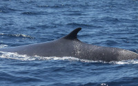 A fin whale surfacing