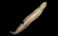 a deep-sea worm, Pectinereis strickrotti