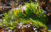 A neon-green sea anemone
