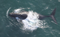 A North Pacific Right Whale in the Bering Sea