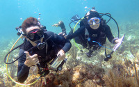 Citizen Scientists taking observations underwater