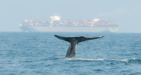 Whale with cargo ship in background. Photo: sbedaux