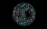 A sea star embryo imaged on a confocal microscope, showing cell membranes in gray and nuclei in cyan