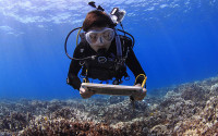 a scuba diver surveys a coral reef in clear blue water off Maui