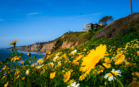 Flowers at Scripps with the ocean in the background