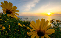 A view of Scripps Pier at sunset, surrounded by yellow flowers