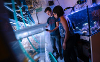 College students looking at coral specimens in a research aquarium