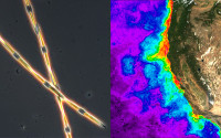 Domoic acid producing Pseudo-nitzschia diatom in seawater sample. Image:  G. Jason Smith / Moss Landing Marine Labs. Satellite image shows increasing chlorophyll concentration at California coast. Image: Mati Kahru