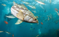 Kelp bass, a popular target of recreational anglers, in Southern California’s coastal waters.