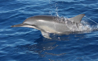 Spinner dolphin in the Gulf of Mexico. Photo: Scripps Oceanography 2012 NOAA NMES Permit # 779-1633