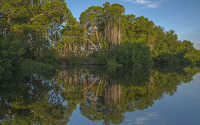 mangroves on the coast of Mexico