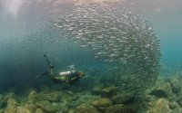 A diver swimming near a school of fish