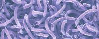Vibrio cholera bacteria. Image: iStock/ktsimage