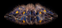 A critically endangered gooty sapphire ornamental tarantula and its reflection. Credit: Michael Kern/www.thegardensofeden.org