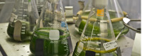 Algal biofuel flasks
