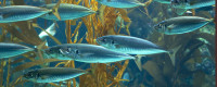 Photo of mackerel 