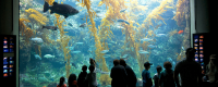 Silhouettes of people in front of Birch Aquarium's Giant Kelp Forest tank