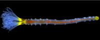 This newly discovered polychaete worm will be named goodhartzorum after the family of Jeff Goodhartz.