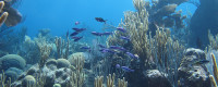 Hog Reef_Bermuda Corals_Scripps Oceanography