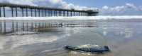 Velella velella seen on San Diego beaches. 