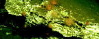 Deep ocean coral Anthomastus, photographed at 500 meters (16,40 feet).