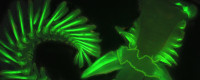 A fluorescence image of the parchment tube worm.