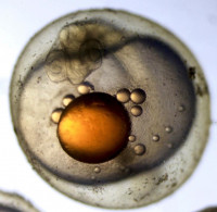 Orange-yellow center surrounded by amber grunion embryo.