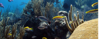 Bermuda coral reef. Photo: Andrew Collins/BIOS