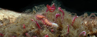 World Ocean Day Celebration: Name a New Species of Deep-Sea Worms Discovered by Scripps Oceanography Scientists