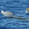 A mother and calf Cuvier's beaked whale are spotted off Guadalupe Island. Photo: Jennifer Trickey