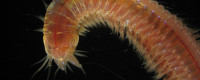 A nereid, or carnivorous polychaete marine worm.
