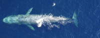 Overhead image of a blue whale