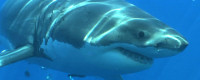 Birch Aquarium at Scripps hosts screening, discussion of 'Island of the Great White Shark'