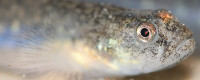 Tidewater Goby Photo: Brenton Spies