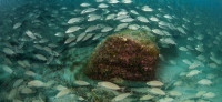 Aggregation of spot-tailed grunts in the waters of Cabo Pulmo National Park. Photo: Octavio Aburto