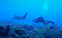 juvenile manta ray and diver