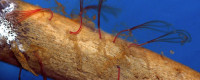 Osedax worm 