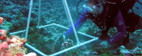 A woman in scuba gear inspecting coral.