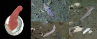 Xenoturbella churro (top center), one of four new flatworm-like species found by scientists including Scripps's Greg Rouse 