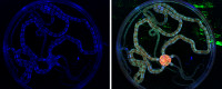 The ability of organisms such as this fluorescing brittlestar to use radio frequencies to sense to be tested in RadioBio