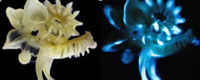 Parchment tubeworm in natural light (left) and while biofluorescing. Photo courtesy of Scientific Reports