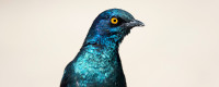 Three-year effort launched to understand melanins, responsible for the iridescent plumage of this glossy starling. Photo: istock