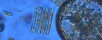  New study shows ability of plankton like these diatoms to acquire iron is sensitive to ocean acidification