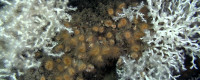 Cold-water corals vulnerable to warming, acidification in Mediterranean canyons. Photo: N. Le Bris, LECOB, Fondation Totalâ€“UPMC