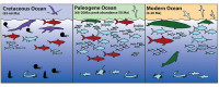 Scripps Oceanography researchers identified three main periods of distinct marine life composition in the oceans