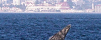 A gray whale off Coronado with Hotel del Coronado in background. Photo courtesy of Rebecca Berggren 